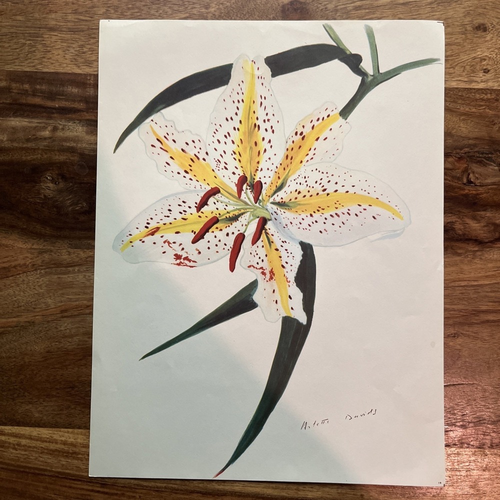 Vintage 1940s Arlette Davids Spring Flowers Lilium Auratum Japan Print #15